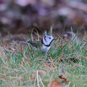 Crested Tit