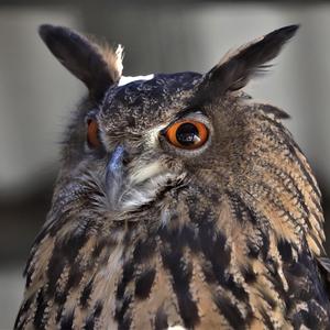 Eurasian Eagle-owl