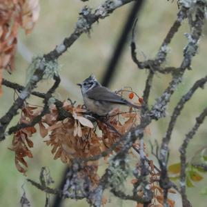 Crested Tit