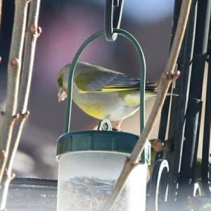 European Greenfinch