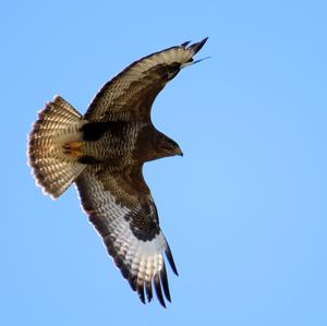 Mäusebussard