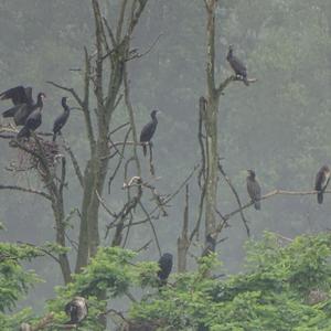 Kormoran
