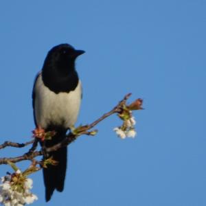 Black-billed Magpie