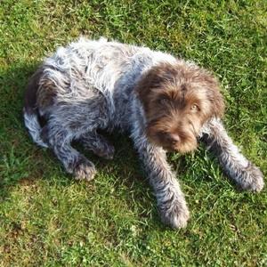 Wirehaired Pointing Griffon
