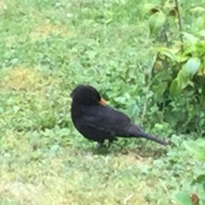 Amsel