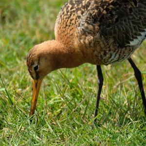 Black-tailed Godwit
