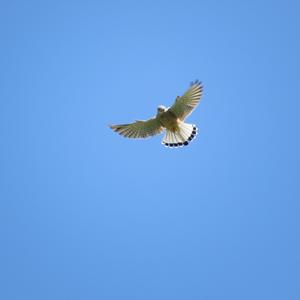 Common Kestrel