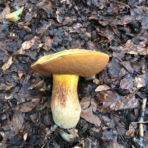 Variegated Bolete