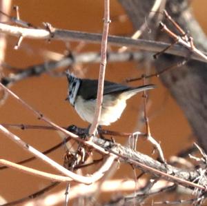 Crested Tit