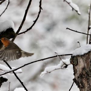 European Robin