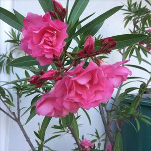 Oleander, Rose Bay
