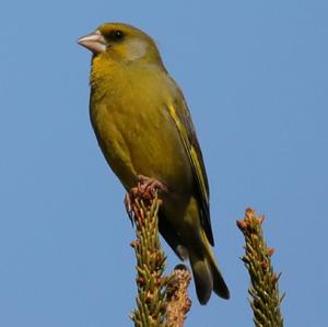 European Greenfinch