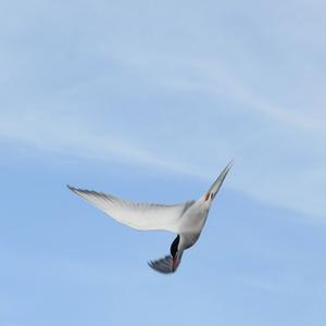 Common Tern