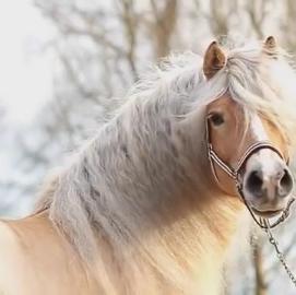 Haflinger