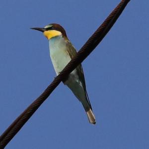 European Bee-eater