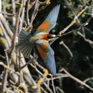 European Bee-eater