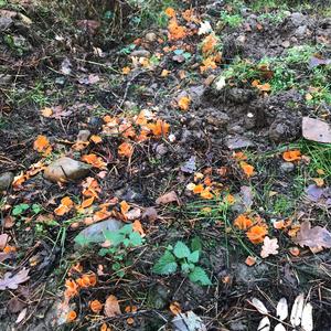 Cinnabar-red Polypore