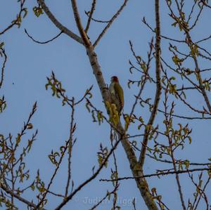 Eurasian Green Woodpecker
