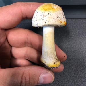 Weißer Giftchampignon