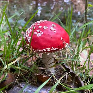 Fly Agaric
