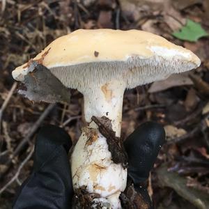 Semmelstoppelpilz