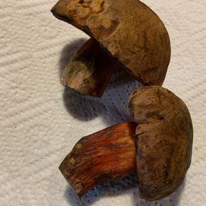 Dotted-stem Bolete