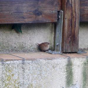 Winter Wren