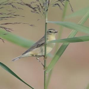 Willow Warbler