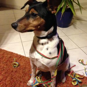 Parson Russell Terrier