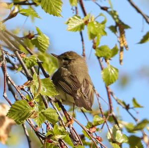 Willow Warbler