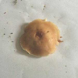 Unknown Species