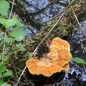 Unknown Species