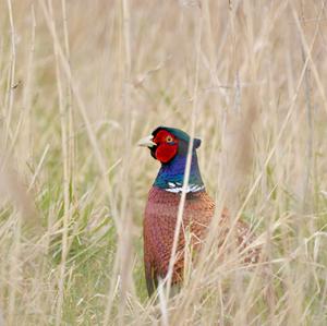 Common Pheasant