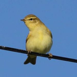 Willow Warbler