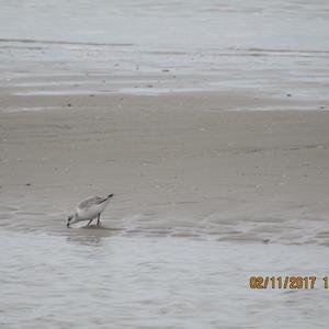 Sanderling
