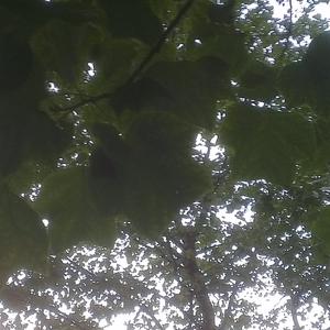 Tulip Tree