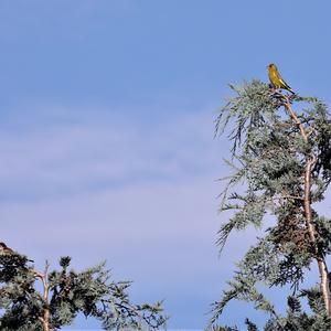 European Greenfinch