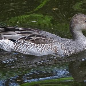 Northern Pintail