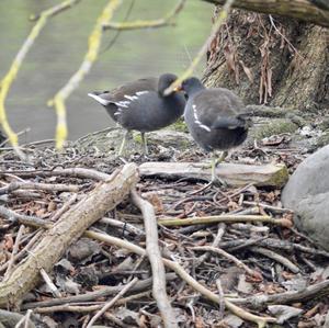 Common Moorhen