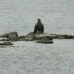 White-tailed Eagle