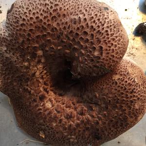 Shingled Hedgehog