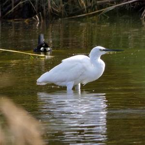 Little Egret