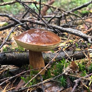 Bay Bolete