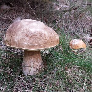 King Bolete