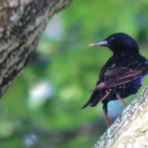 Common Starling