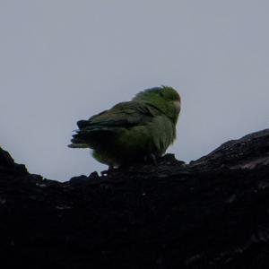 Blauflügelsperlingspapagei