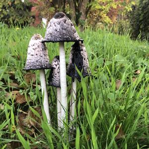 Shaggy Mane