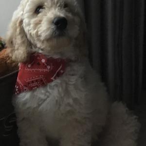 Unknown Breed