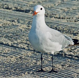 Unknown Species