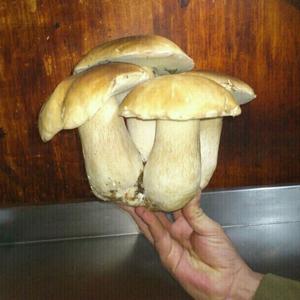 King Bolete